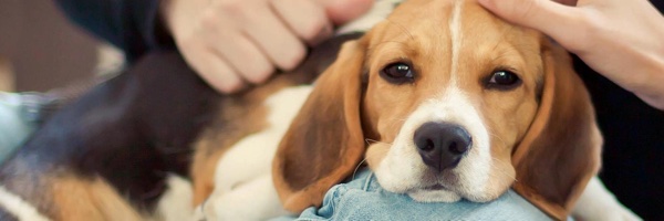 Friends of the Georgetown Animal Shelter