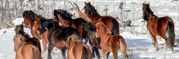 Help Alberta Wildies Society